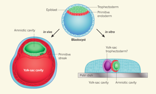embryo-5